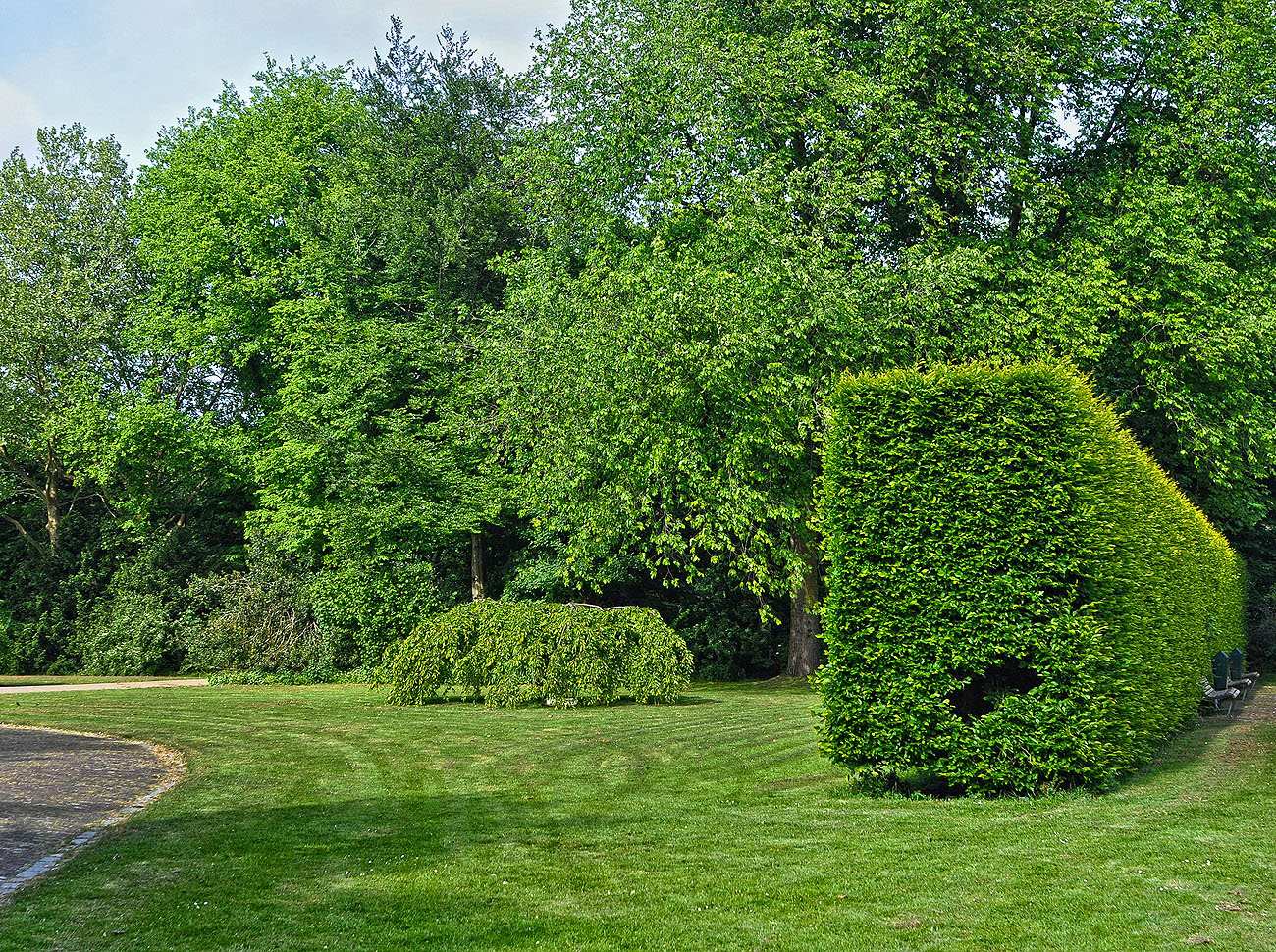 Professional hedge trimming and hedge cutting from Allwinds Grounds Ltd, landscape gardeners throughout buckinghamshire, hertfordshire and bedfordshire