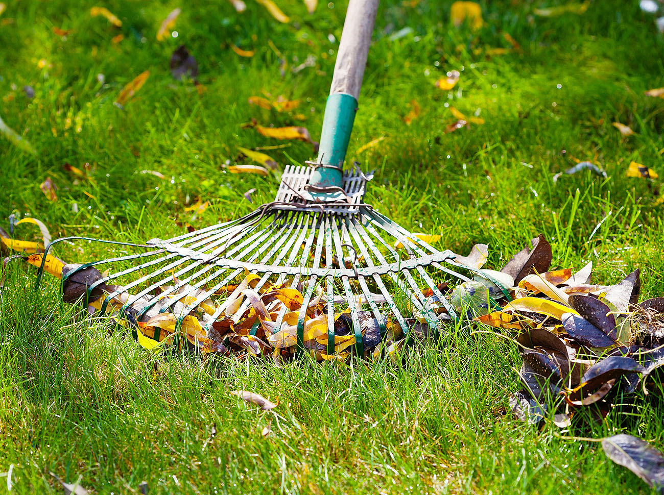 We carry out lawn treatments 2-3 times a year, once in the spring, once in the summer and then once in the autumn. During very dry, hot summers, a mid-summer treatment is not possible with soluble feed.